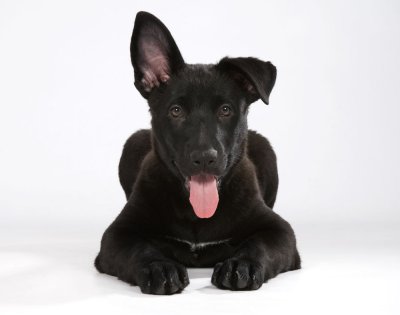 pet-6.jpg